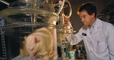 دراسة أمريكية: الخلايا الجذعية نجحت فى علاج الفئران من مرض السكر