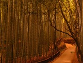 جولة ساحرة فى أحضان غابات الخيزران اليابانية