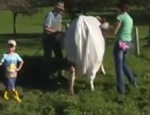 دراسة بريطانية: ثلث الأطفال يعتقدون أن الأبقار تبيض