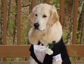 بالصور.. عروض سنوية لأزياء الكلاب المدللة على منصات الموضة العالمية