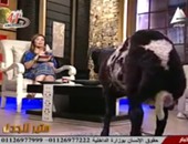 بالفيديو.. التليفزيون المصرى يستضيف خروفًا بمناسبة عيد الأضحى