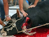 دواوين الوزارات×24 ساعة..الزراعة: وصول21 ألف رأس ماشية استعدادا للأضحى