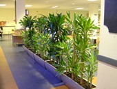 دراسة بريطانية: النباتات فى مكان العمل تجعل الموظفين أسعد وأكثر إنتاجا