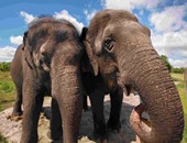 بتسوانا ترفع الحظر على صيد الأفيال