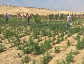 ضبط 5 مزارع بانجو بمساحة 2.5 فدان بمنطقة سيل النخيل فى "رأس سدر"
