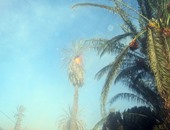 بالصور: إخماد حريق هائل بحديقة منزل مهجور فى بنى سويف