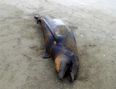 ما ذنب الحيوانات.. بالصور.. العثور على جثث أسماك وسلاحف بجزيرة ألتامورا