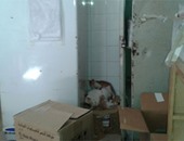 صحافة المواطن.. قارئ يشارك بصور للقطط داخل مستشفى المنزلة المركزى بالدقهلية