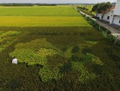 بالصور.. مزارع يرسم خريطة الصين بـ20 نوع مختلف من الأرز فى مزرعته بشنغهاى
