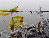 ألمانيا تحت الصفر.. شدة تساقط الثلوج تغطى أوراق الأشجار فى برلين