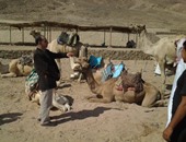 بدء حملة تحصين الماشية ضد الحمى القلاعية وحمى الوادى المتصدع بجنوب سيناء
