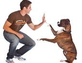 خبير فى تدريب الكلاب يقدم 5 نصائح للمربين قبل بدء تدريبات الطاعة