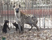 حديقة الحيوان بالجيزة تستقبل اثنين من صغار "الضبع المنقط"