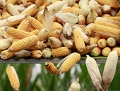 ارتفاع واردات مصر من الذرة إلى 220 مليون دولار في شهر واحد فقط