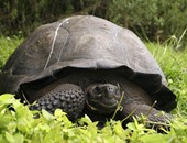 اكتشاف نوع جديد من السلاحف العملاقة فى جزر جلاباجوس
