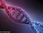 كيف يؤثر اختبار الحمض النووى على حياتنا؟