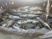 ضبط 164 كيلو أسماك سامة ولحوم غير صالحة للاستهلاك الآدمى