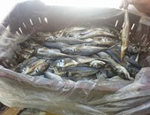 إعدام 36 طن أسماك فاسدة قبل بيعها بالأسواق فى القليوبية