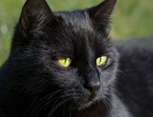القطة السوداء حلوة وشقية.. اختار الجميلة السوداء واحتفل معها بيومها الوطنى