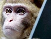 بالفيديو..علماء روس يدربون القرود استعدادا لإرسالهم للمريخ عام 2017
