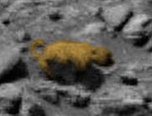 موقع بريطانى: صور جديدة توضح وجود "دب" يسير على سطح المريخ