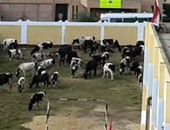 "صحافة المواطن".. الأبقار ترعى فى مدرسة منار العلم بدكرنس فى الدقهلية