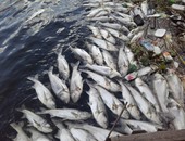 بالصور.. انتشال 2000 كيلو من الأسماك النافقة بنهر النيل برشيد وإعدامها