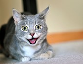 مركز أمريكى لمكافحة الأمراض يحذر: "خربوش" القطة يسبب خللا بالمخ