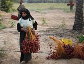 بالصور.. مزارعو الوادى الجديد يطلبون مقابلة السيسى لإنهاء أزمة محصول البلح