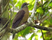 بالصور.. سافر بعينك وعيش لحظات طبيعية مع أندر الطيور فى غابات جنوب الفلبين