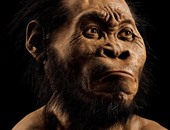 علماء: حفريات البشر الأوائل المكتشفة حديثا تحمل صفات الشمبانزى