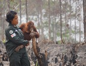 صور جديدة لعمليات إنقاذ "إنسان الغاب" من حرائق غابات إندونيسيا