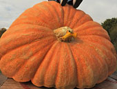 "مستر باجز" يزرع  قرع عسل بوزن 605 كيلو جرام