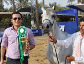 "حصان" مصطفى شعبان الأكثر جمالا فى مهرجان الخيول الدولى بسقارة