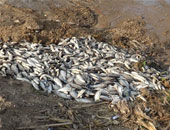 نفوق أعداد كبيرة من الأسماك بالقرب من رصيف ميناء سفاجا البحرى