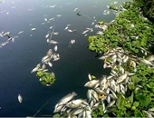 بالصور..كارثة تضرب الثروة السمكية فى نهر النيل بالبحيرة..نفوق عشرات الأطنان من الأسماك يصيب المواطنين والصيادين بالذعر..وأمن المحافظة والطب البيطرى والبيئة ينتشلون 12 طن أسماك نافقة بعد تسممها