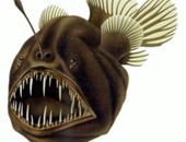 بالفيديو..علماء يتمكنون من العثور على "سمكة الشيطان" فى خليج مونتيرى