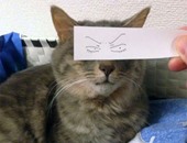 بالصور.. يابانى يضع لاصقات على عيون قطته لابتكار صور مجنونة