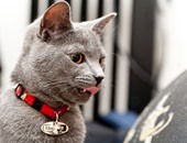 بالصور.. "إكسسوارات القطط" تجملها وتجنبها الأمراض والضياع