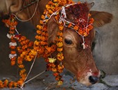 بالصور.. تكريم الأبقار تقليد هندوسى فى مهرجان "تيهار" بـ"نيبال"