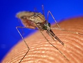 علماء يطورون جين يجبر البعوض على تدمير نفسه ذاتيا للقضاء على الملاريا