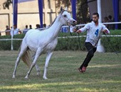 بالصور.. انطلاق مهرجان الخيول بمشاركة 350 حصانا عربيا بمحطة الزهراء