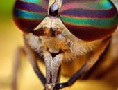 جائزة "نيكون" لميكرو صورة لعين نحلة