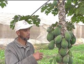 الزراعة: حزمة إرشادية لـ6 محاصيل فاكهة لمقاومة الأمراض والثمار المتساقطة