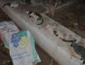 الأهلى يعيد فتح ملف قتل الحيوانات بالأندية الكبرى.. الجزيرة ينفذ مذبحة القطط سرا.. والقلعة الحمراء تتعاقد مع شركة للتخلص منها