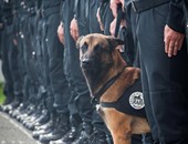 شرطة فرنسا تعلن مقتل "ديزل" أكفأ كلب فى الخدمة خلال عمليات سان دونى