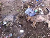 بالصور.. مقالب "القمامة" تكشف حقيقة مذبحة القطط فى الأهلى