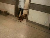 تداول صورة لمريض يفترش الأرض بالمستشفى الميرى فى الإسكندرية