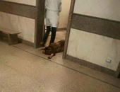 تداول صورة لمريض ملقى على الأرض دخل المستشفى الميرى بالإسكندرية