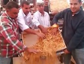 خبراء: لا يوجد خريطة لزراعة التبغ فى مصر وليس له مردود اقتصادى